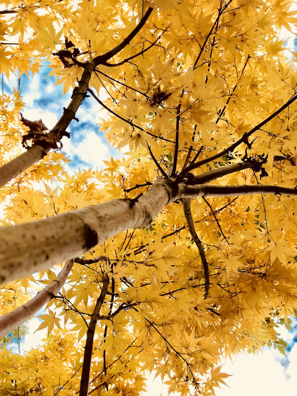 looking up at a tree with yellow leaves