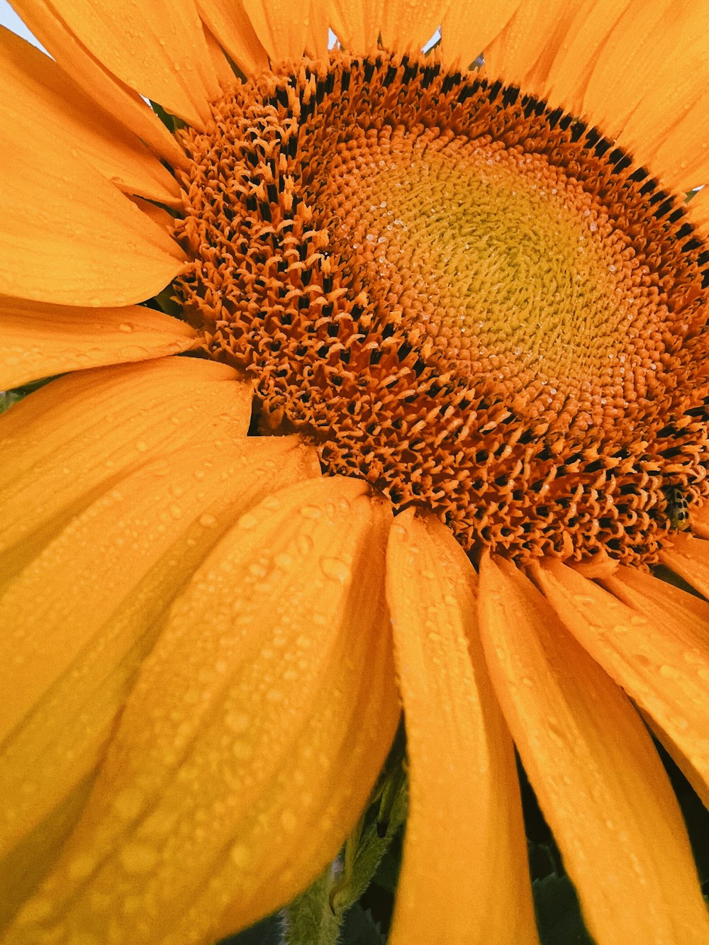 a close up of a sunflower with water droplets on it