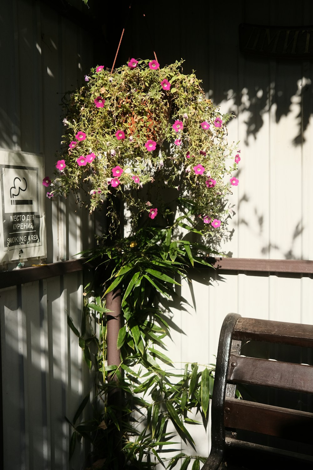 a bush of pink flowers sitting next to a wooden bench