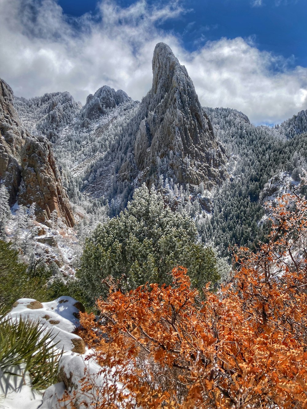 a mountain range covered in snow with trees in the foreground