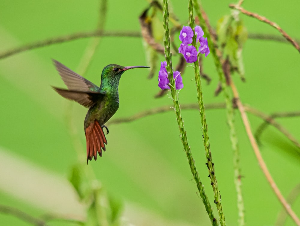 a hummingbird hovering over a purple flower