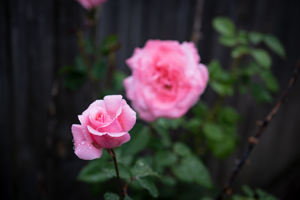 two pink roses with water droplets on them