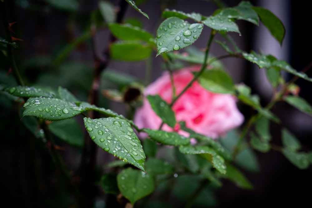 a pink rose with water droplets on it