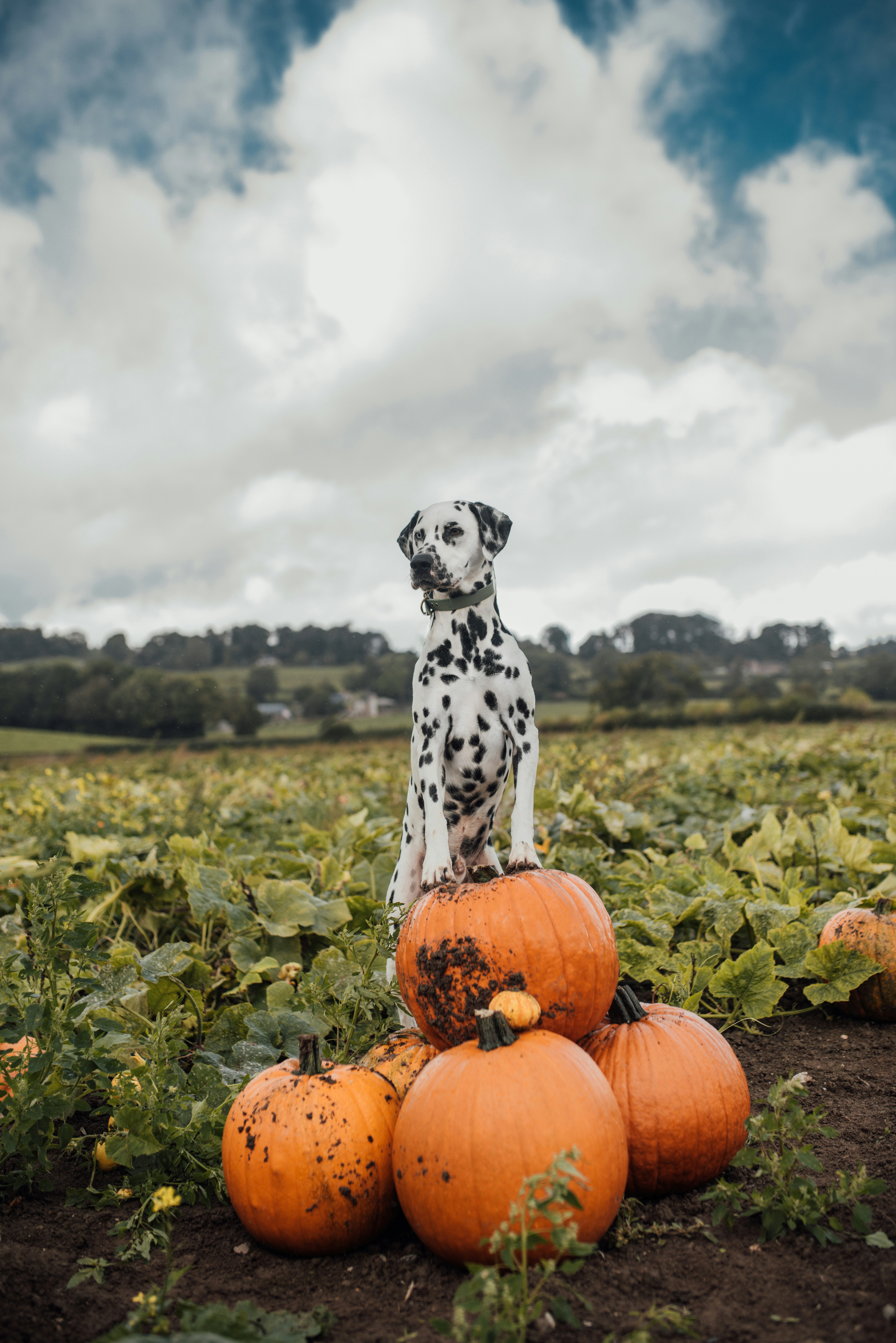 @polka_dot_loki Loki the dalmatian with pumpkins