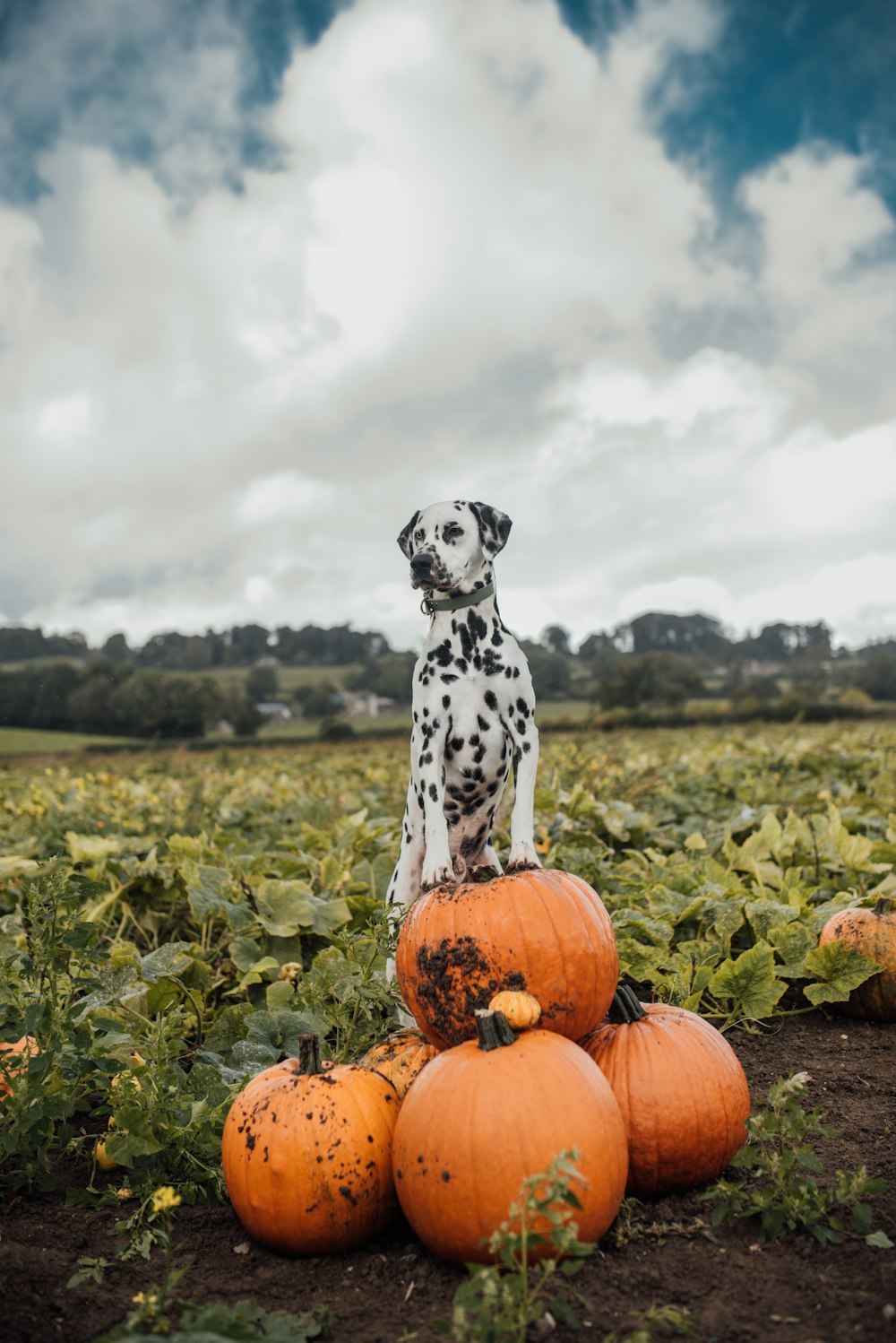 a dalmatian sitting on top of pumpkins in a field