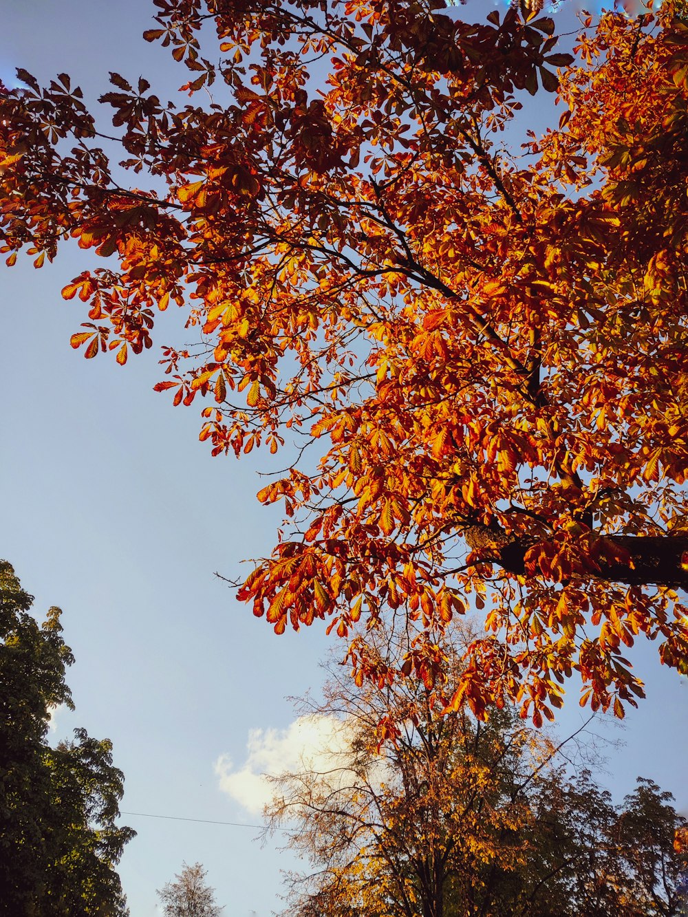 a tree with orange leaves and a blue sky in the background