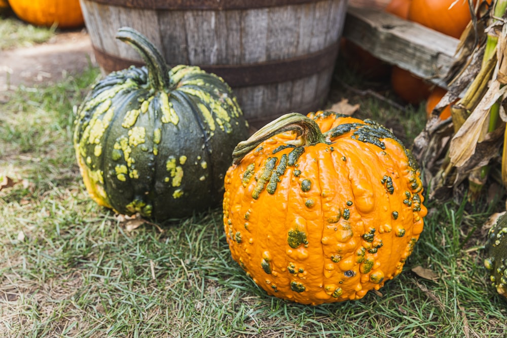 a couple of pumpkins that are sitting in the grass