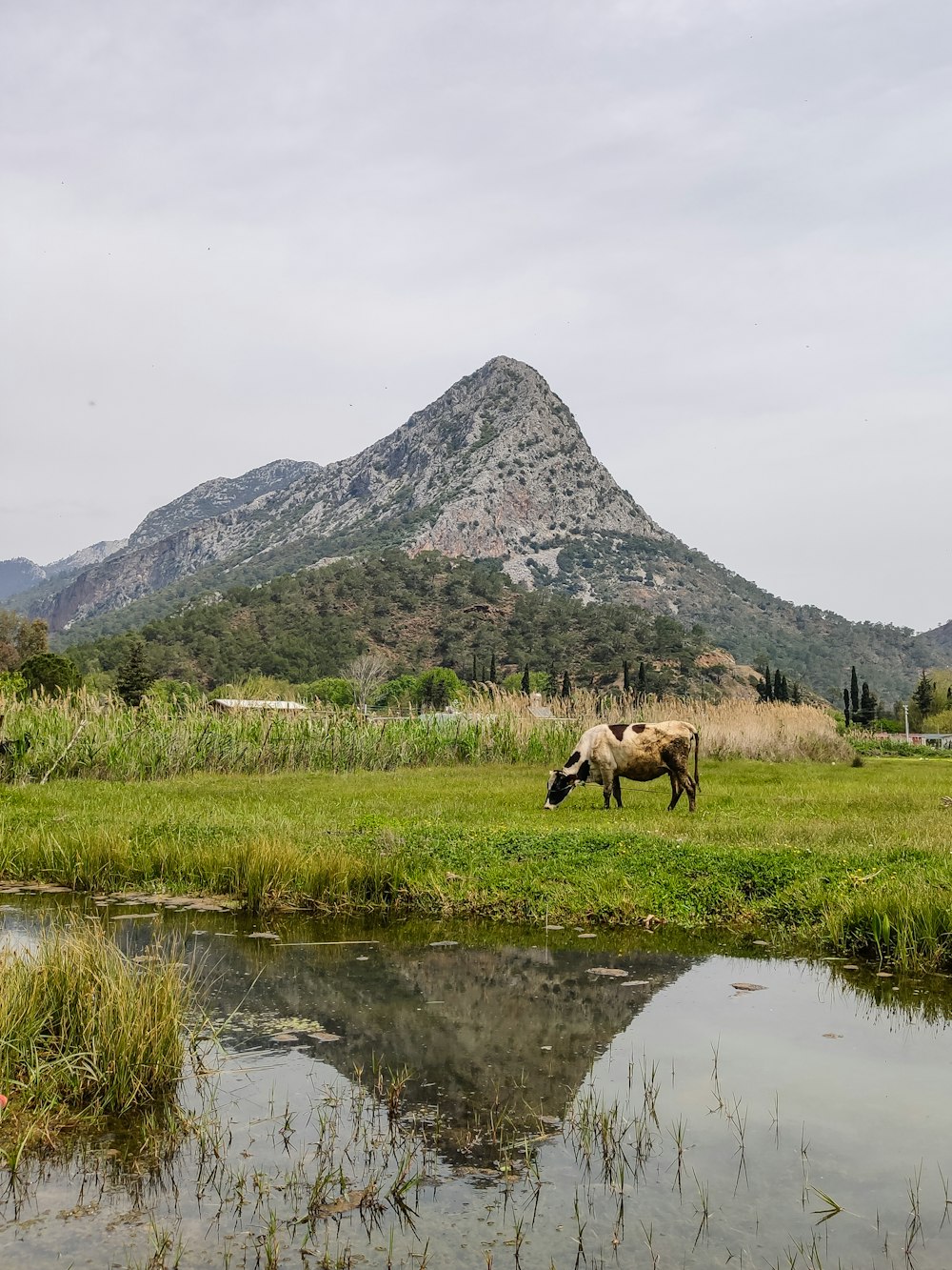 a cow grazing in a field with a mountain in the background