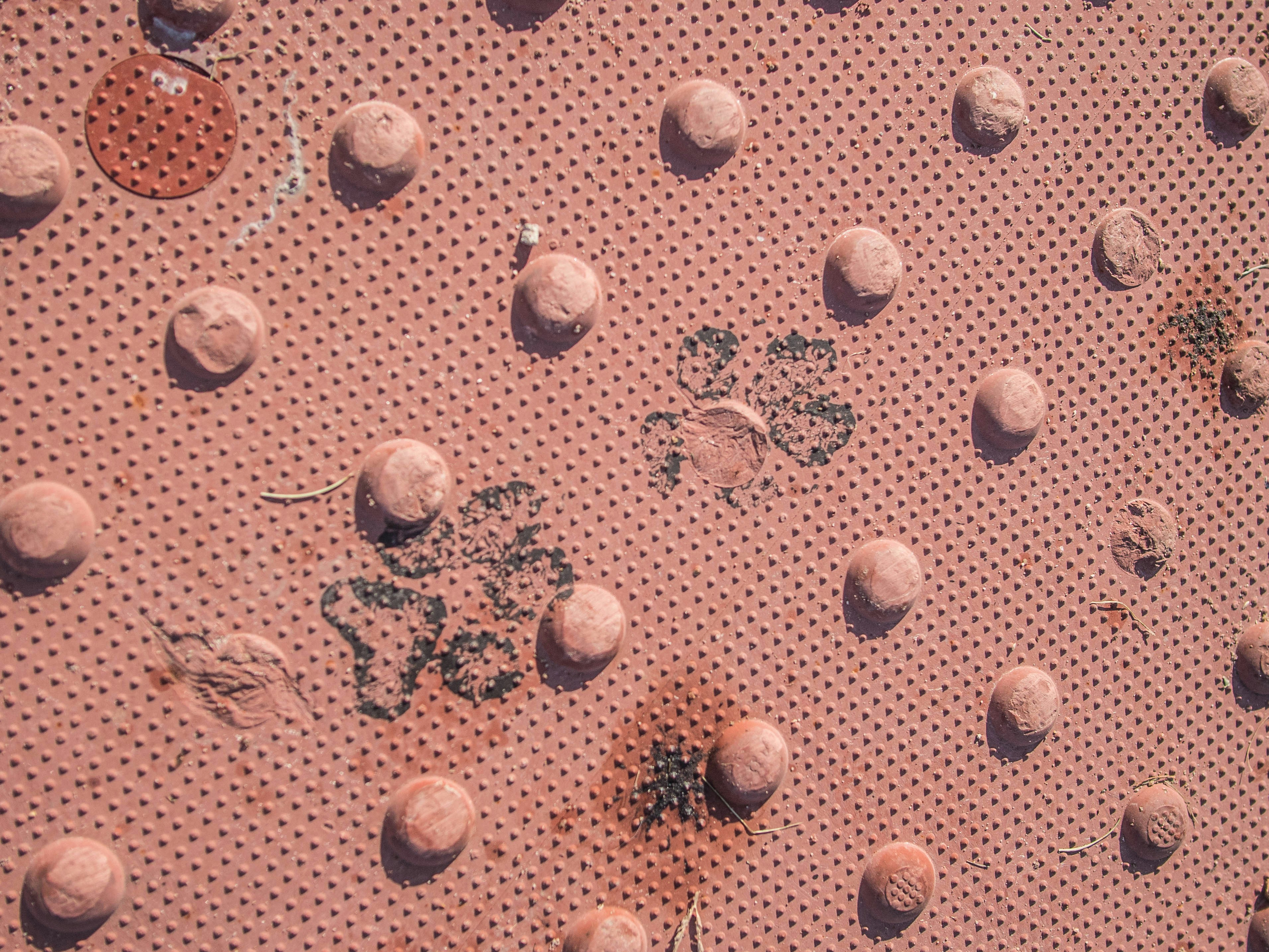 Un primer plano de algunas rocas y plantas en una superficie