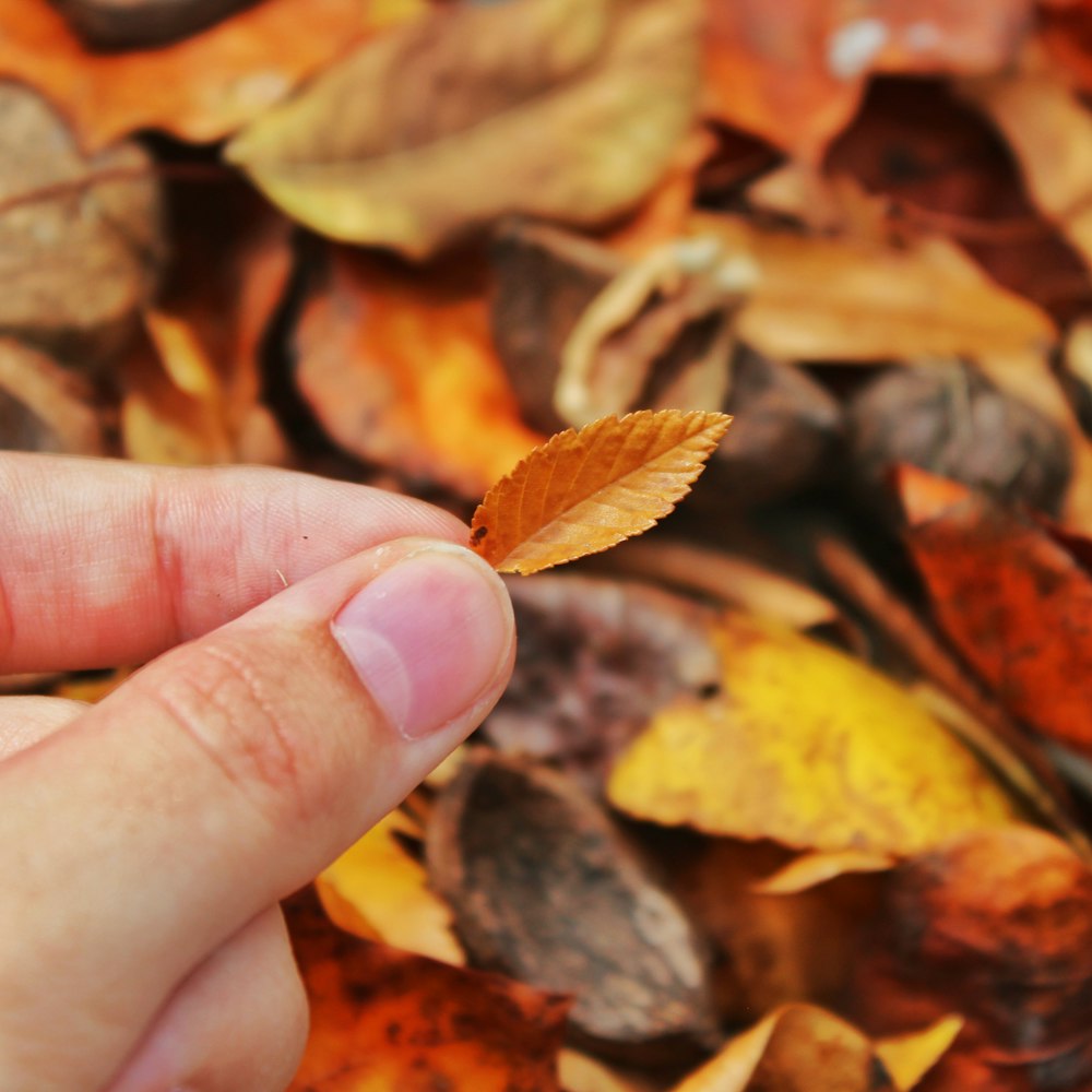 a hand holding a leaf over a pile of leaves