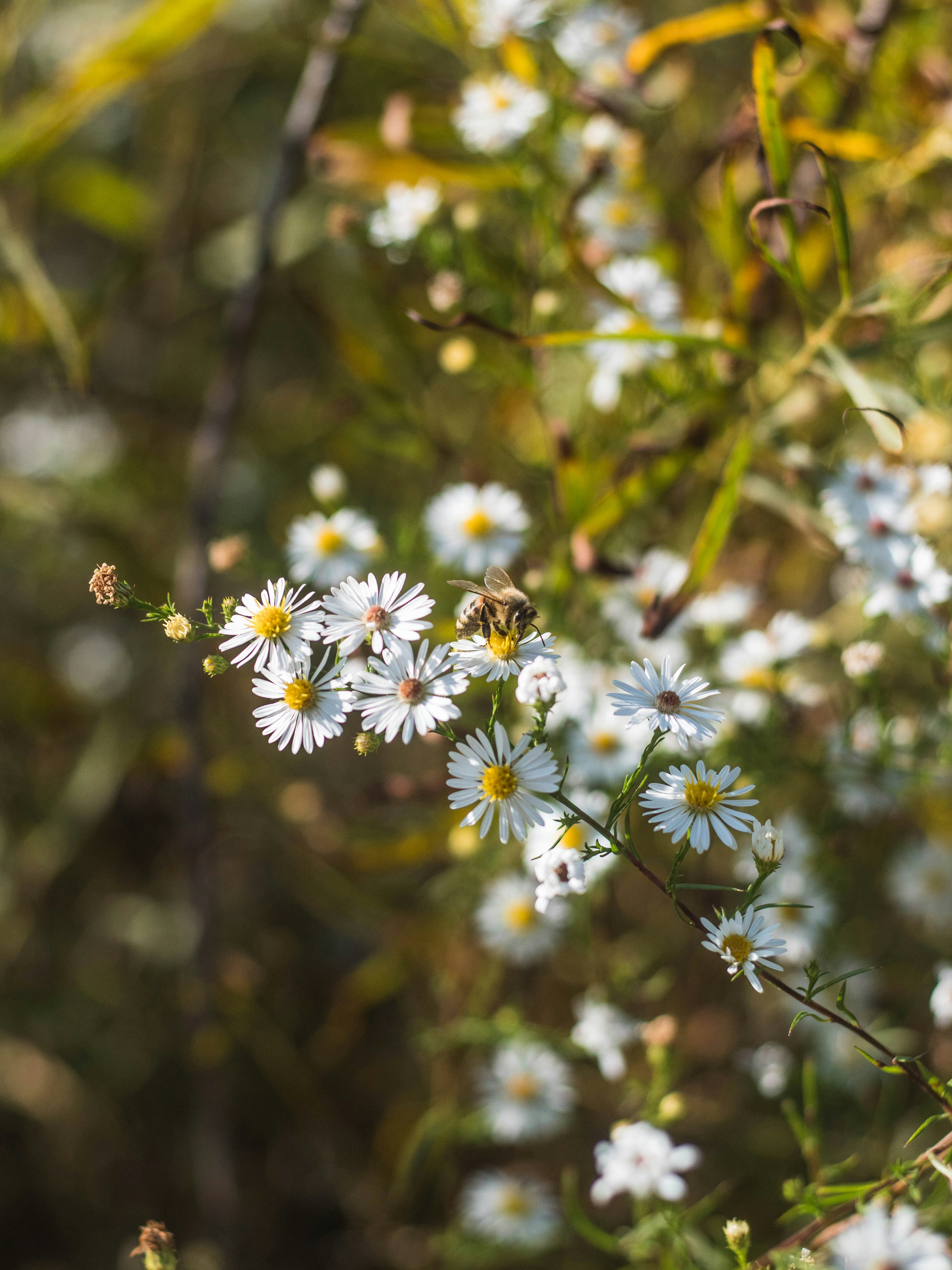 A bee pollinating flowers.