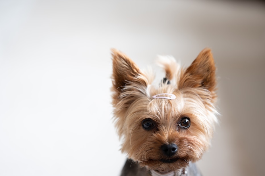 A small dog, possibly a Yorkshire Terrier, with light brown fur and a darker muzzle is shown. The dog has a cute pink hairclip on its head, keeping its fur neat and revealing its big, expressive eyes. The background is blurred, emphasizing the dog as the central focus.