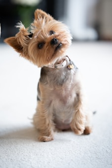 A small Yorkshire Terrier dog with a tilted head expression sitting on a light-colored carpet. The dog's fur is brown and tan, and it wears a white collar with a small charm.