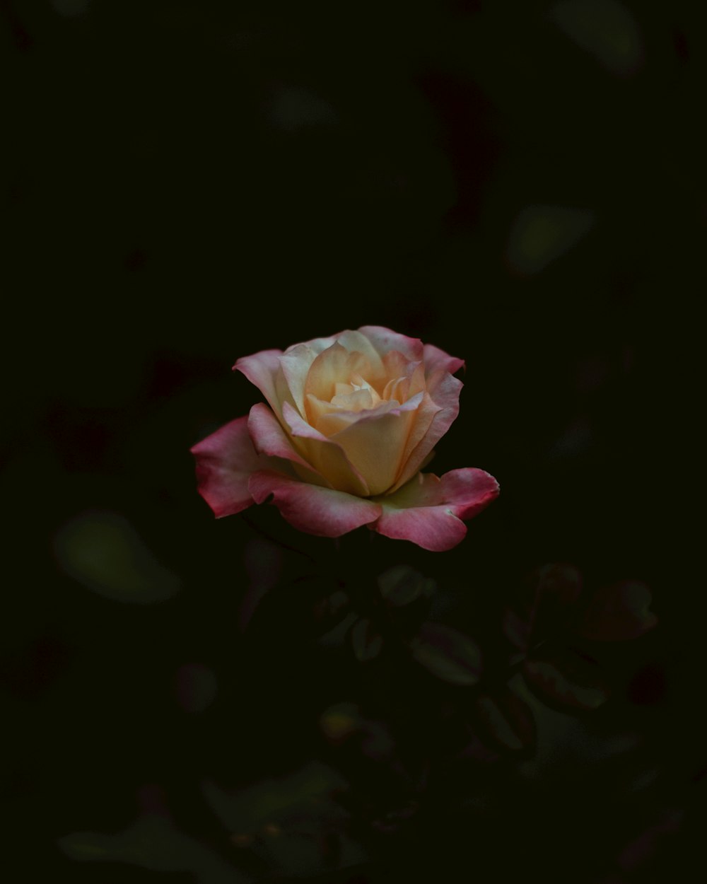 a single pink and white rose on a black background