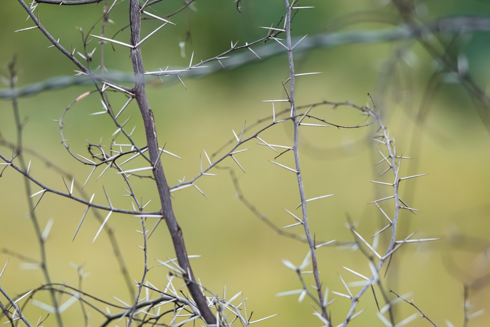 a close up of a tree branch with needles