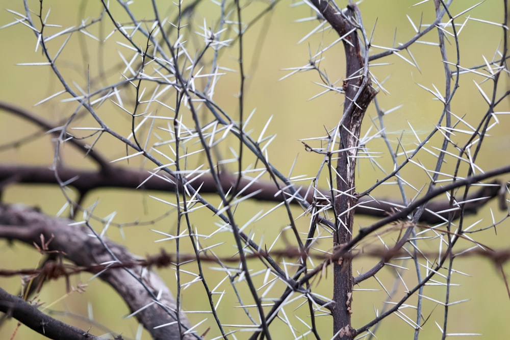 a close up of a tree with lots of needles on it