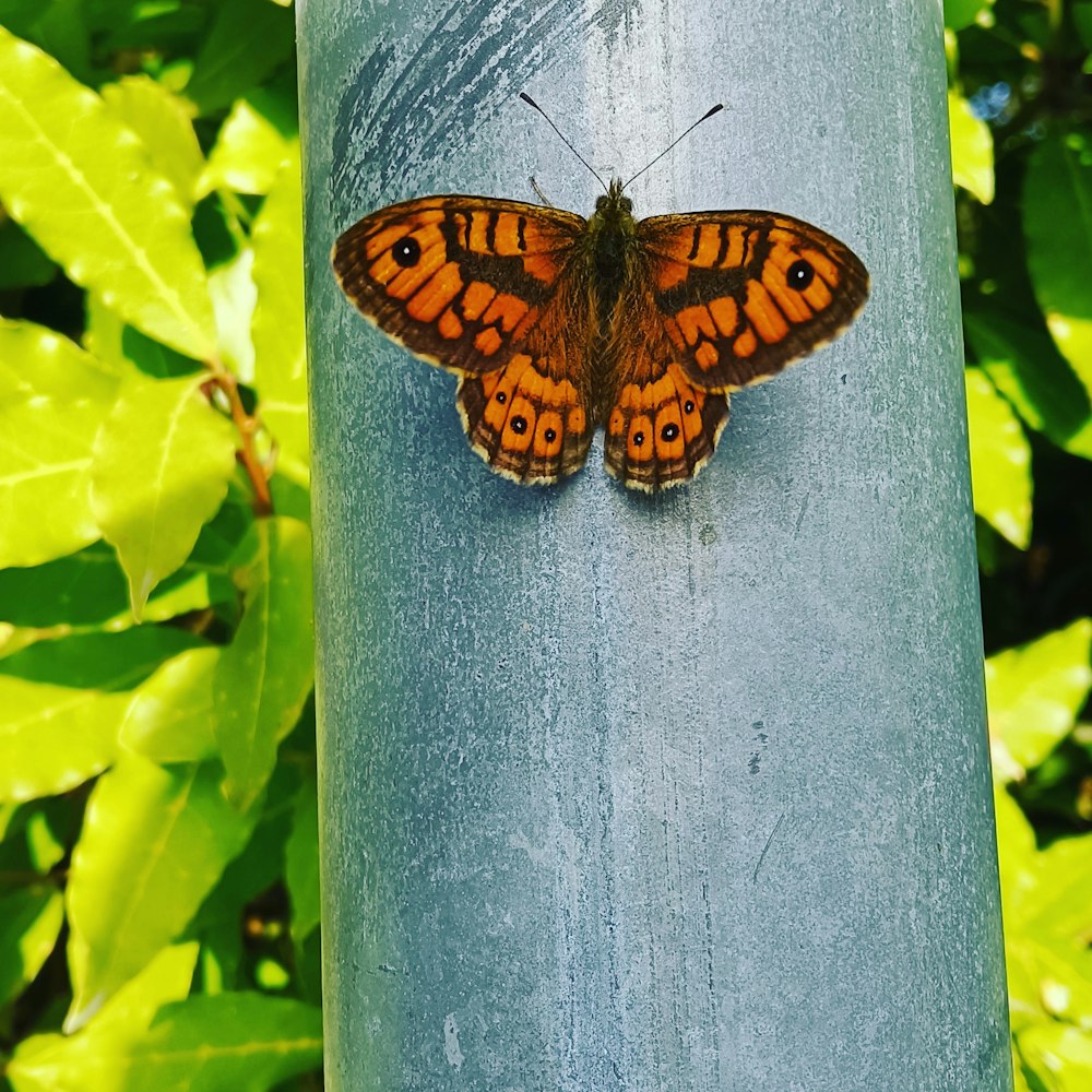 a butterfly sitting on top of a blue pole