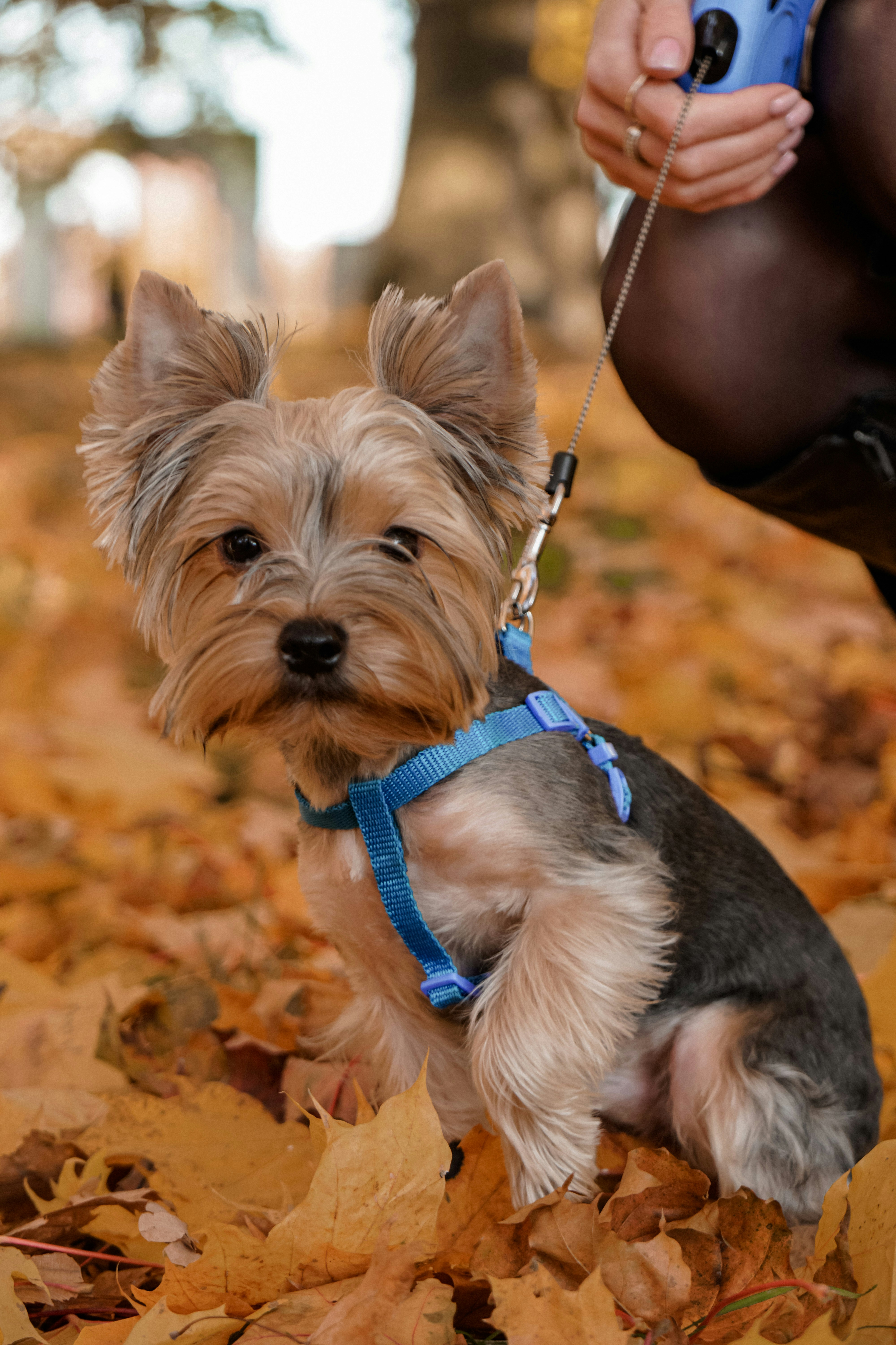a small dog sitting on top of a pile of leaves
