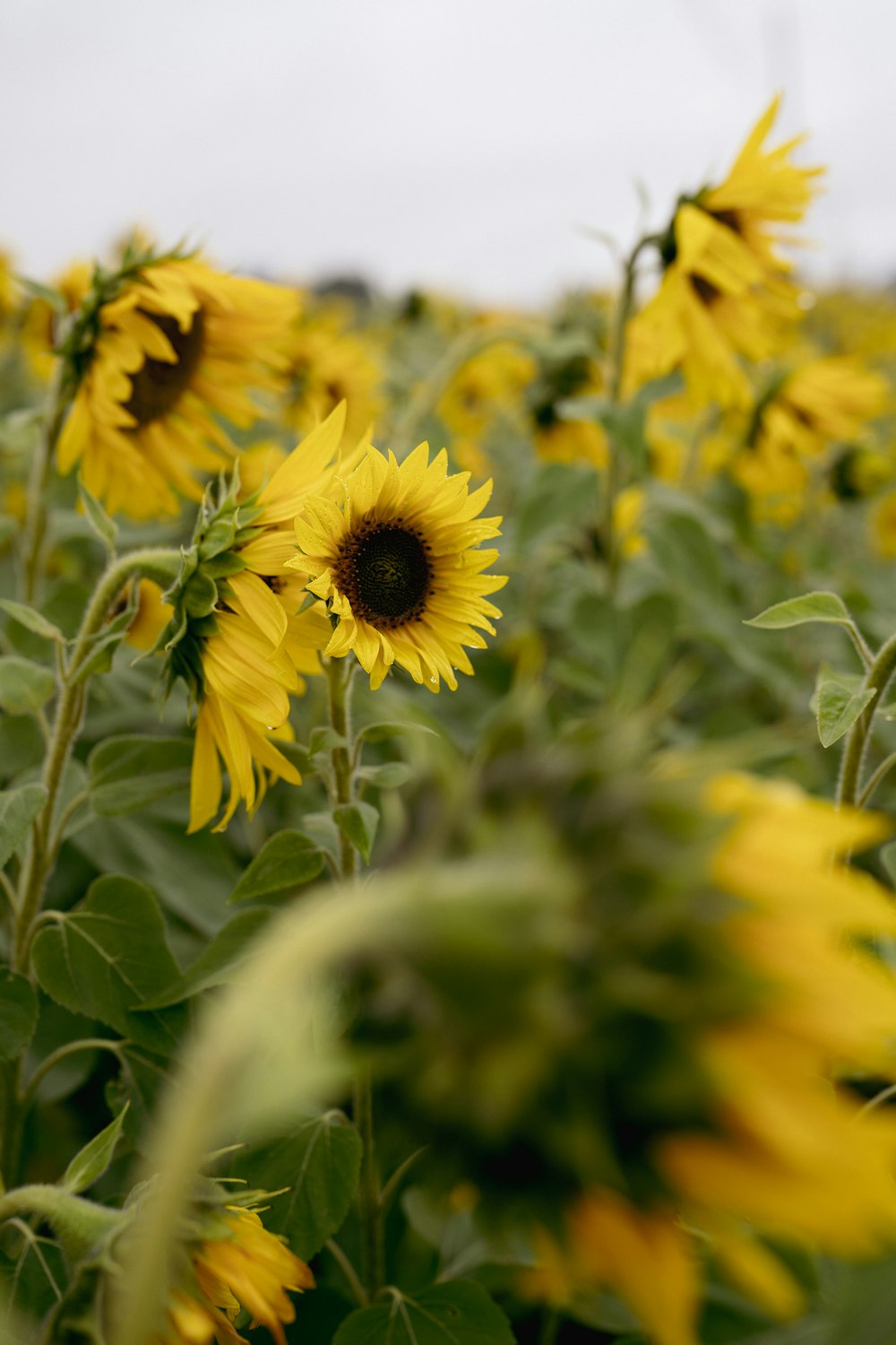 a field of sunflowers with a sky background