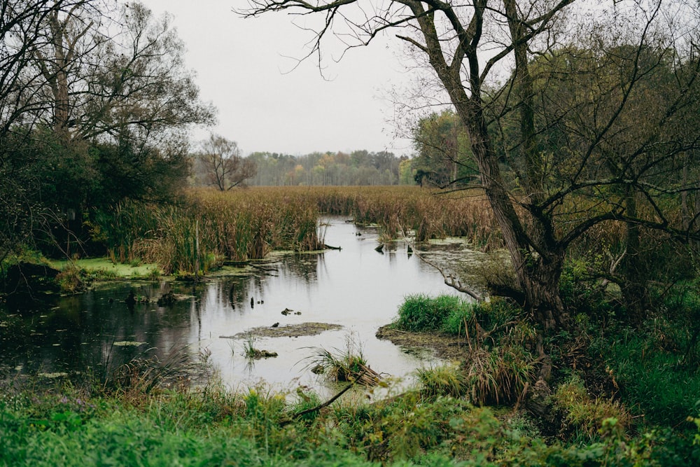 a small pond surrounded by trees and grass