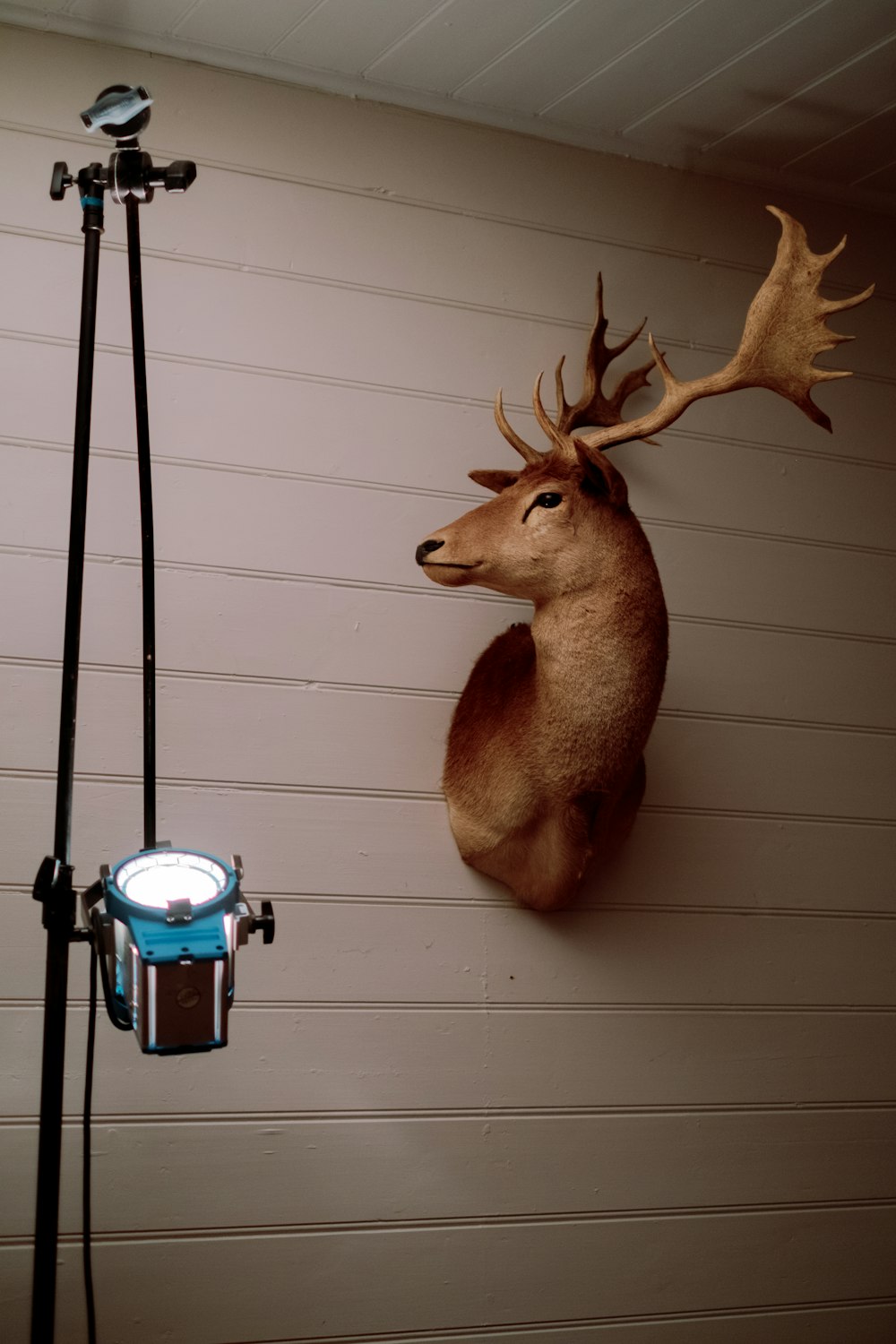 a deer head mounted to the side of a garage wall