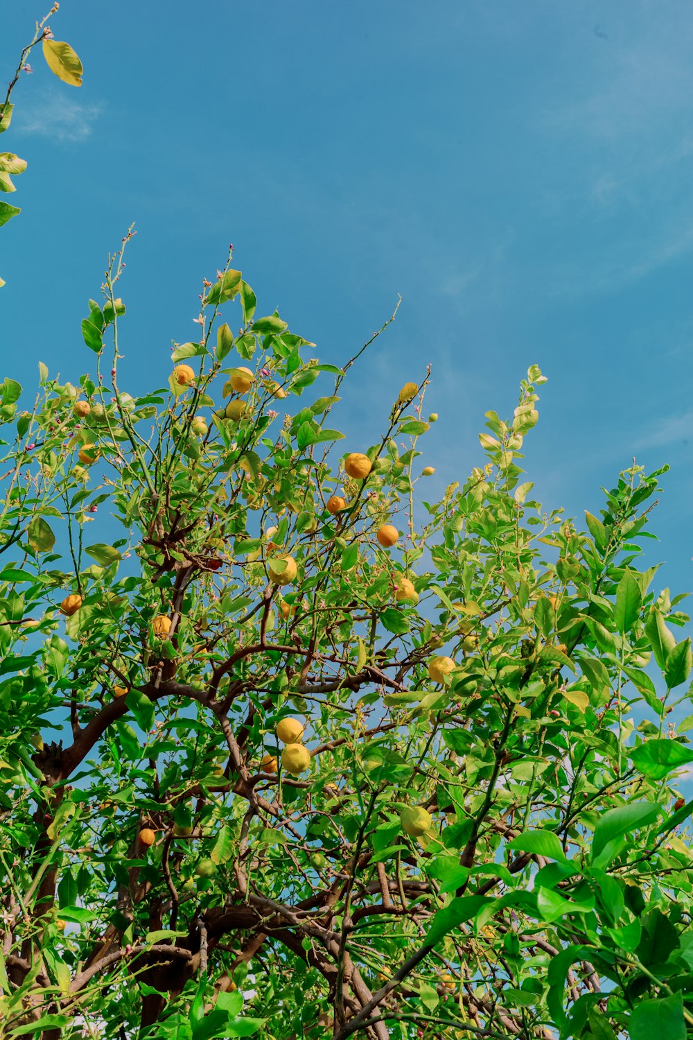 a tree filled with lots of green leaves