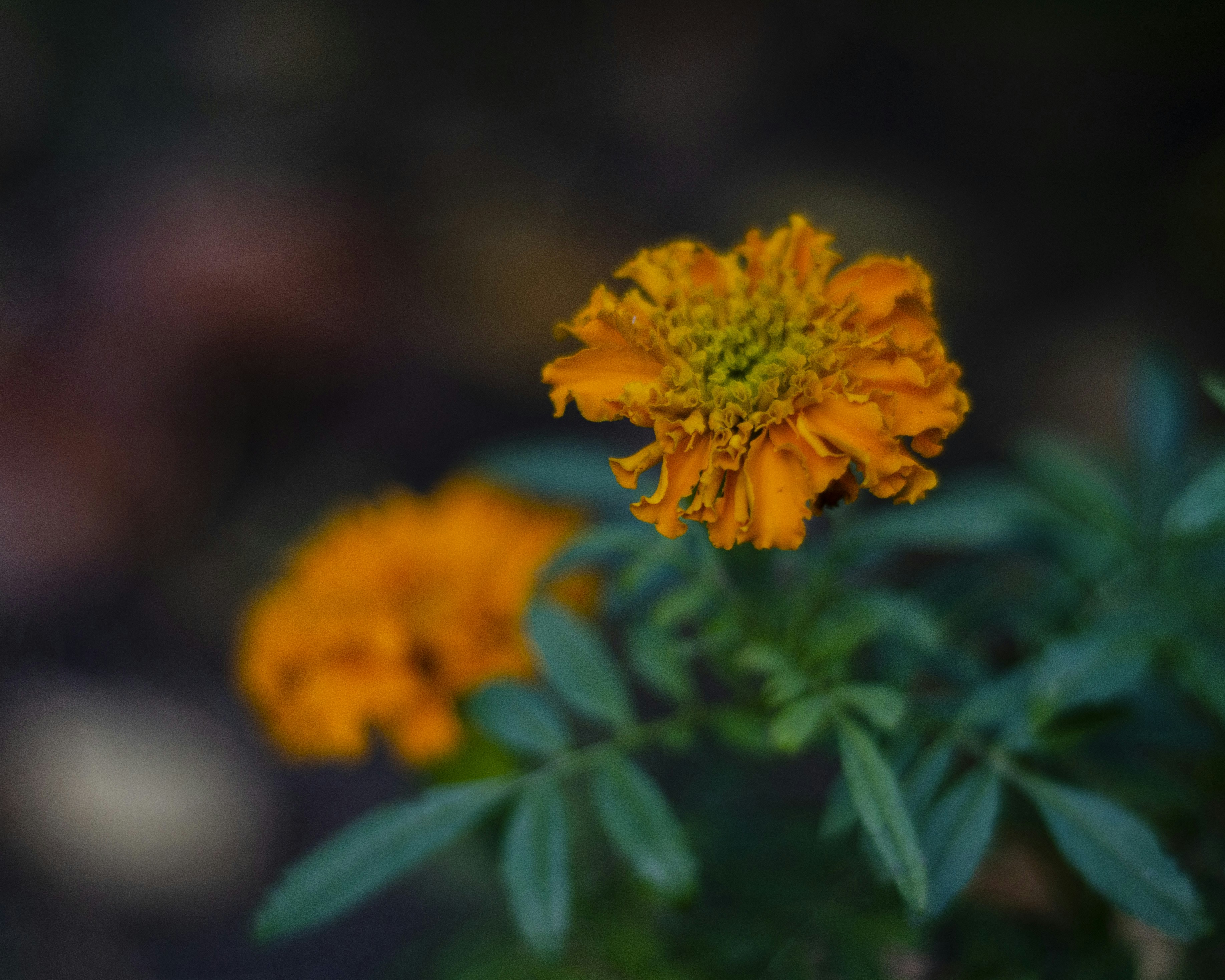 Photo by indi_grunge