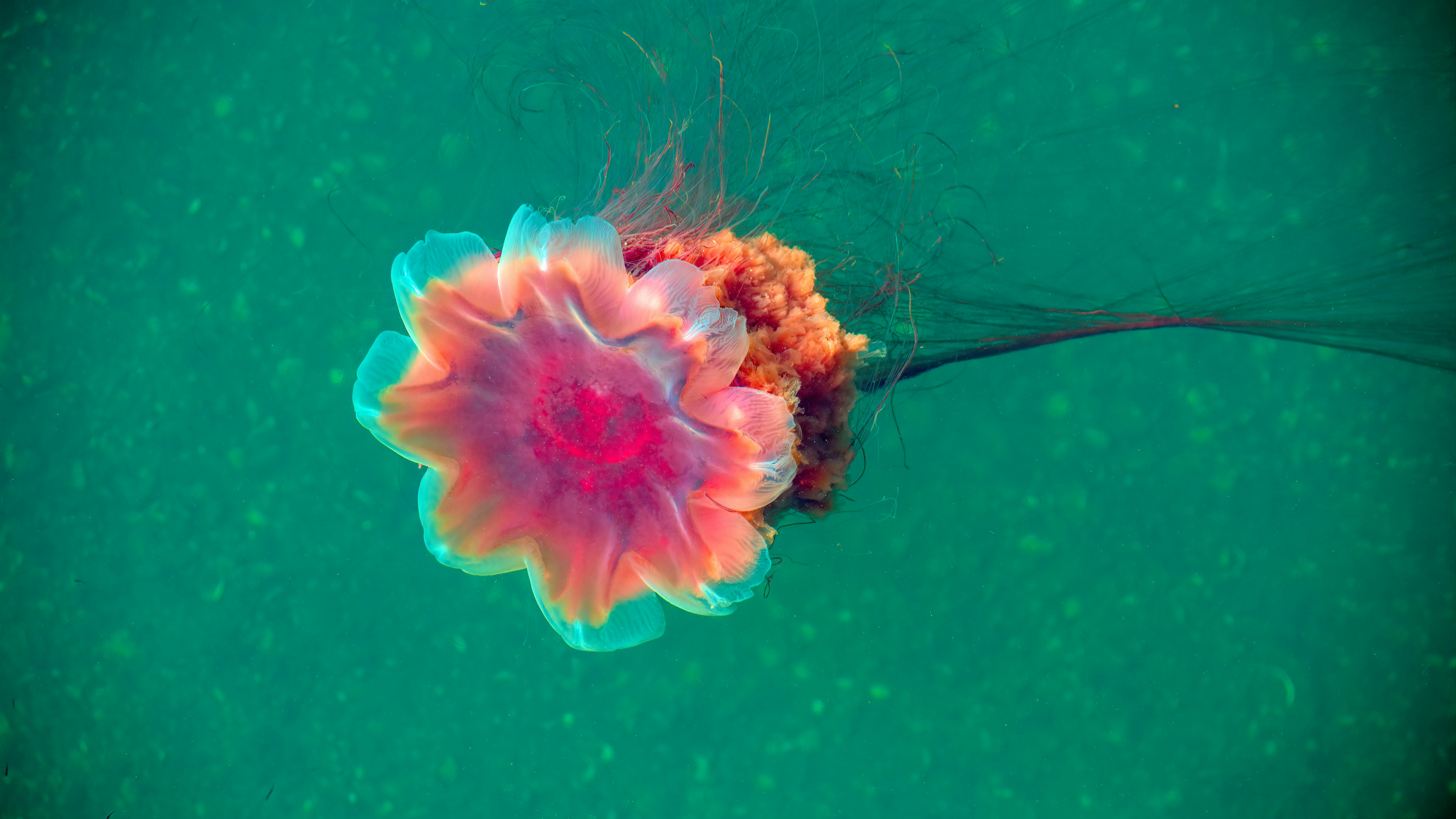 Join the Global Search for the Invertebrate of the Year