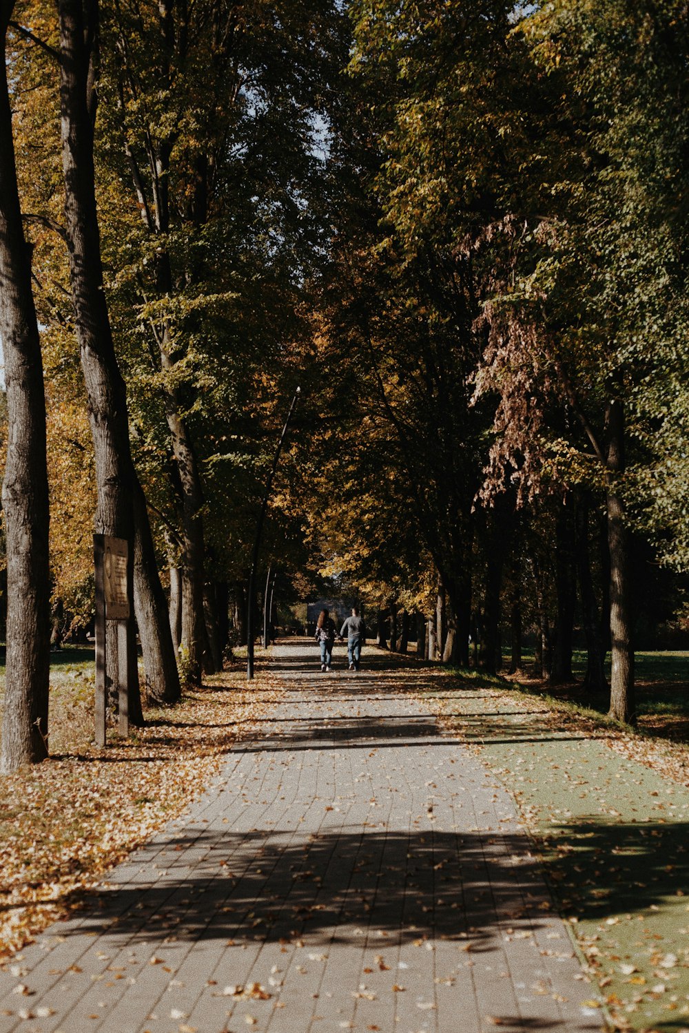 two people riding bikes down a tree lined path