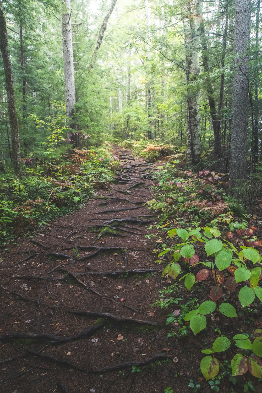 a trail in the woods with lots of trees