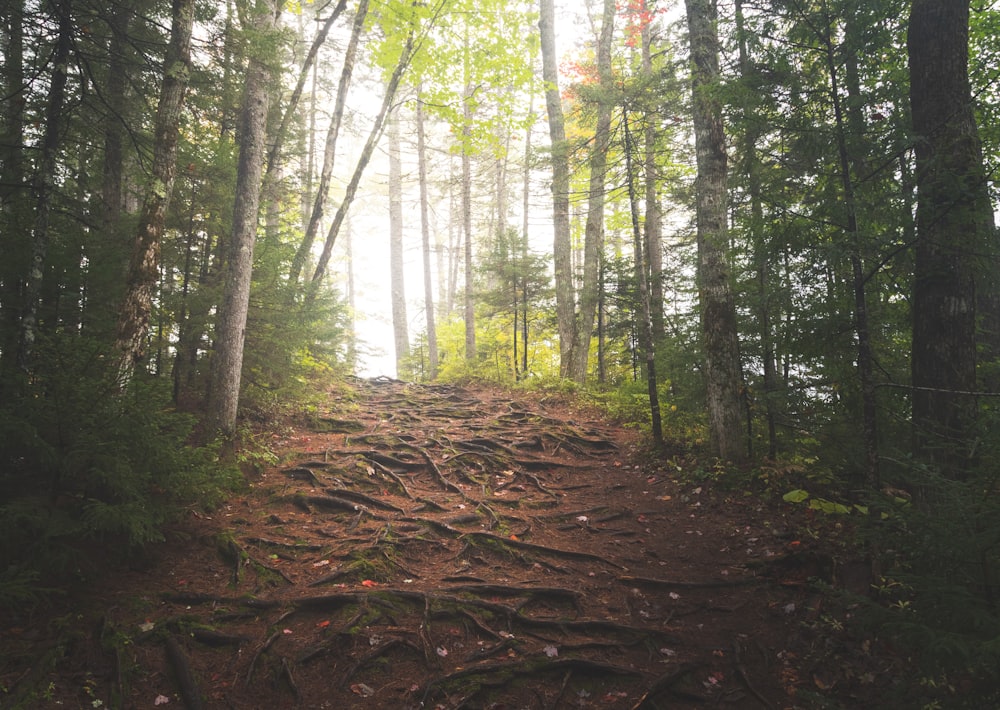 a dirt path in the middle of a forest