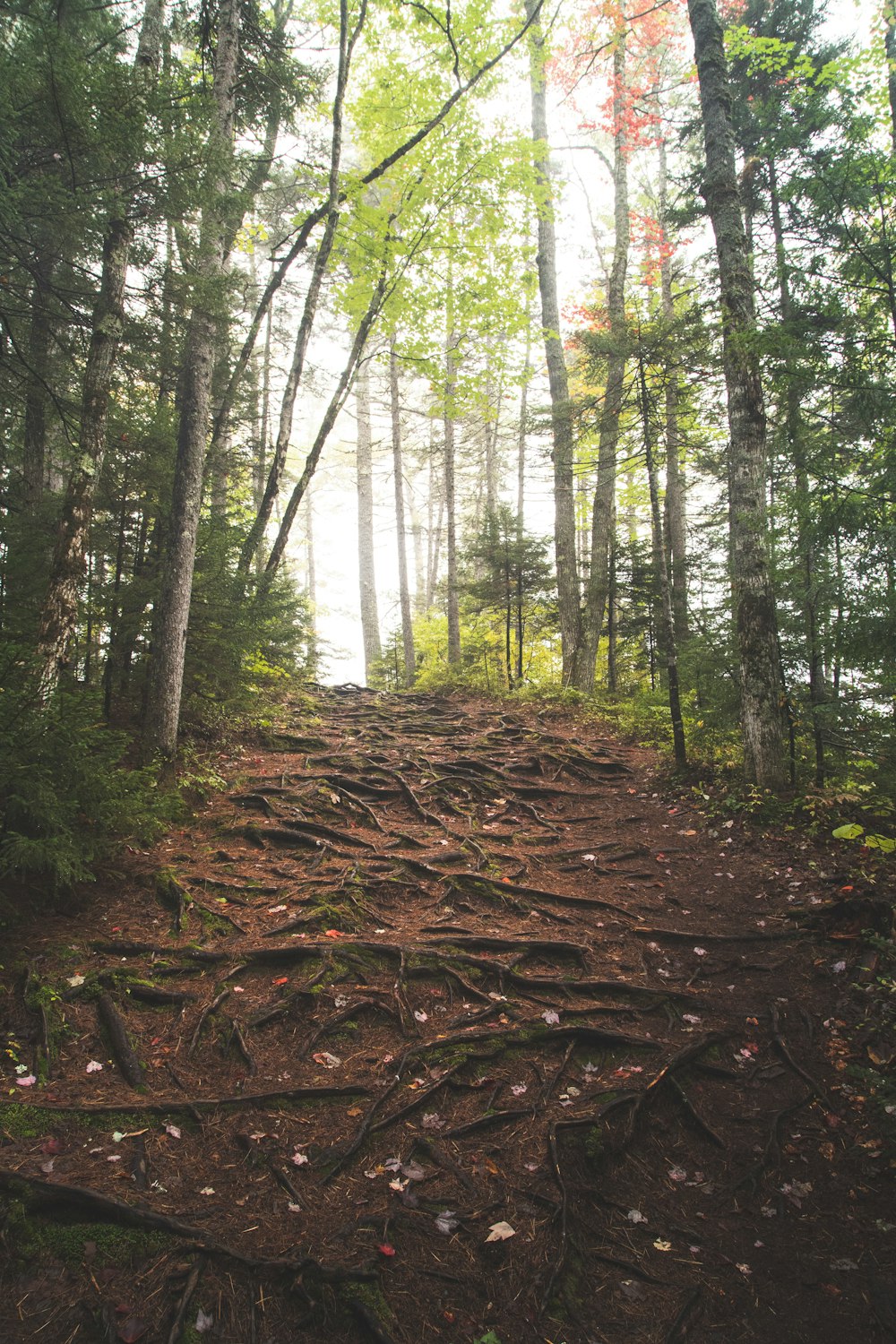 a trail in the woods with lots of trees