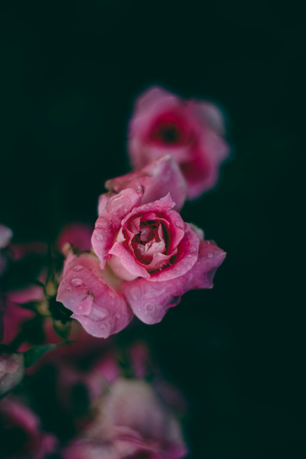 a bunch of pink flowers with water droplets on them