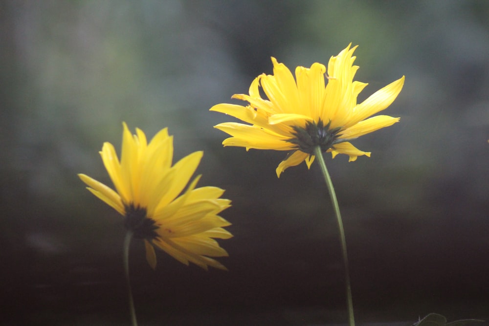 a couple of yellow flowers sitting next to each other