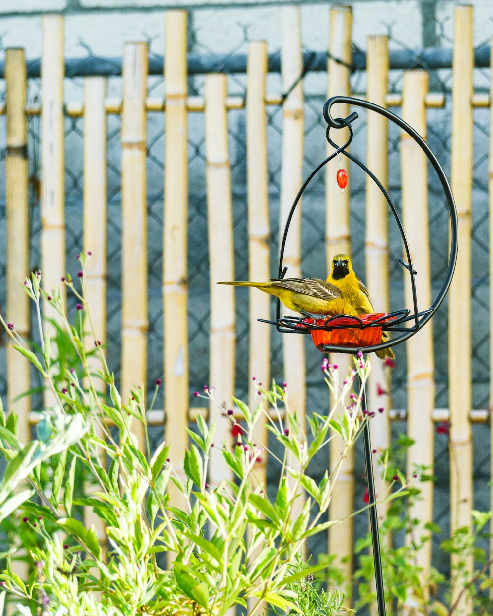 a yellow bird sitting on top of a bird feeder
