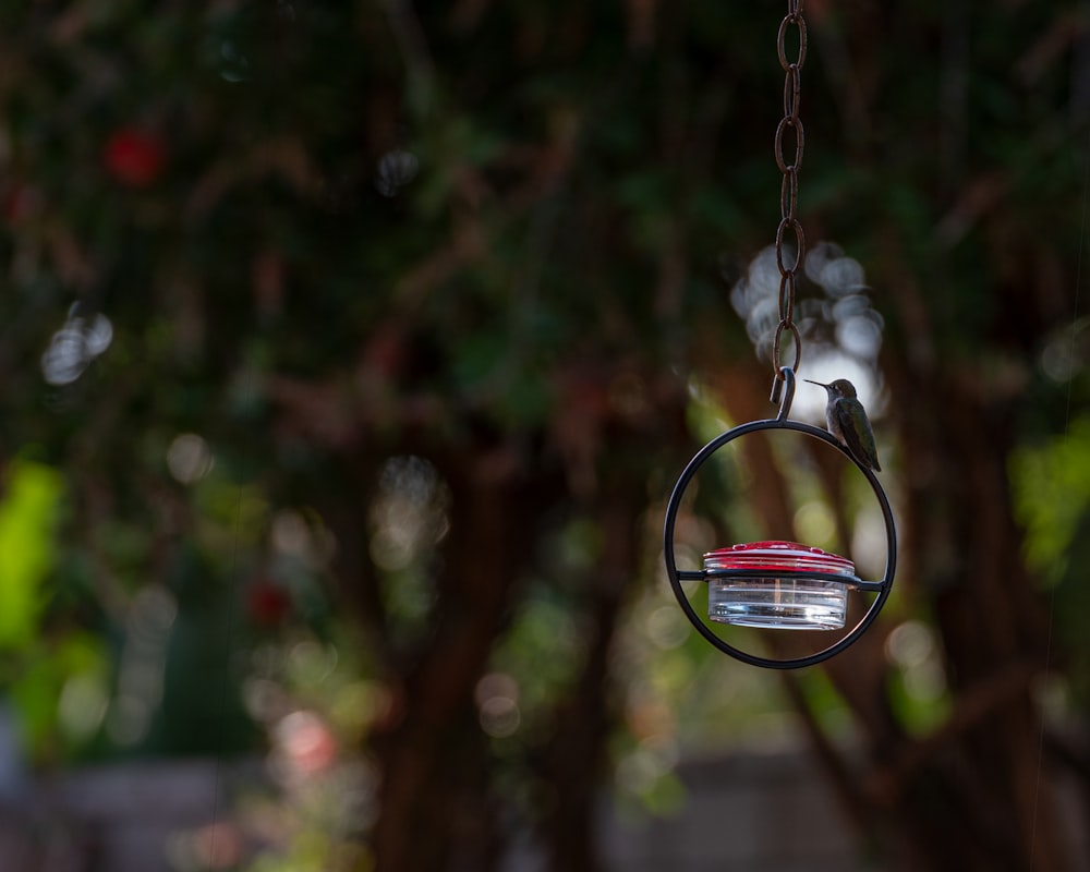 a bird is perched on a bird feeder