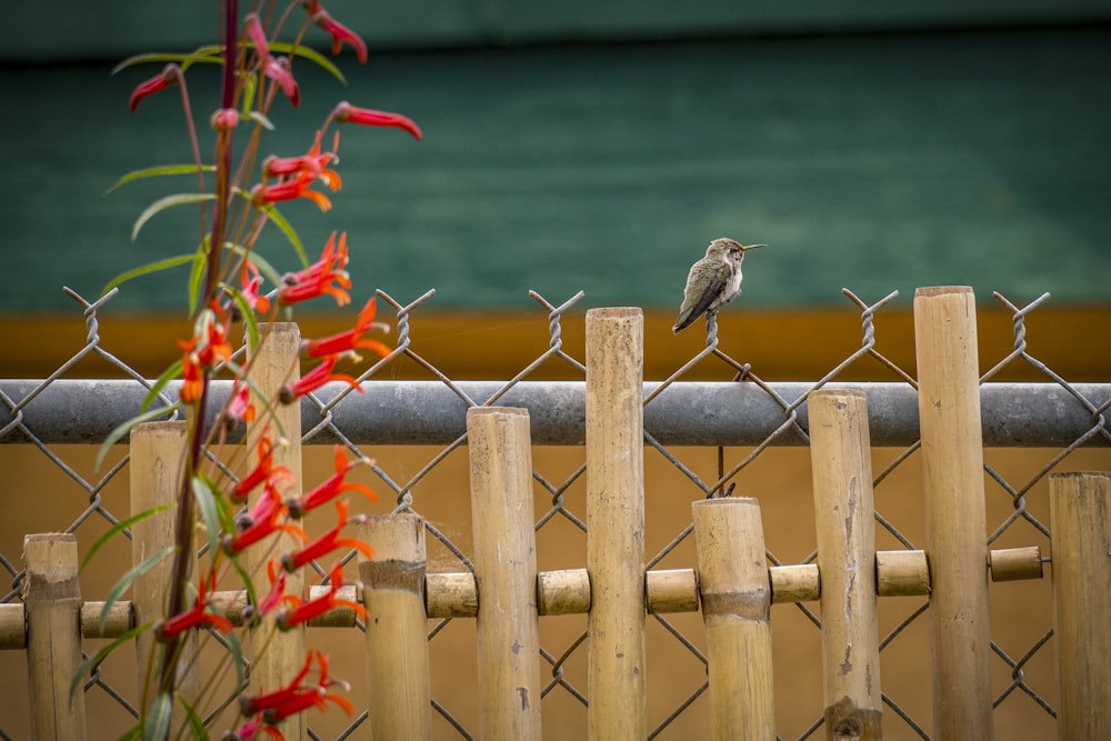 a small bird perched on a fence next to a flower