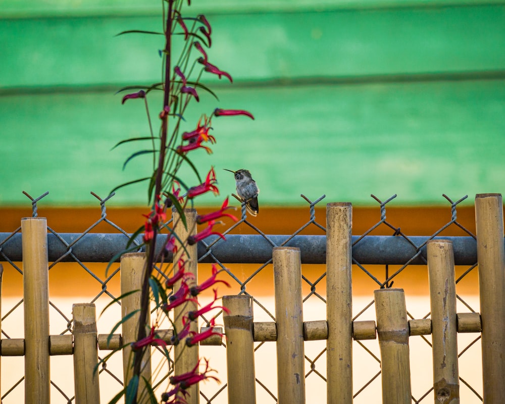 a bird perched on a fence next to a flower