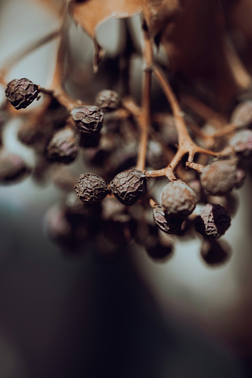 a close up of a bunch of berries on a branch