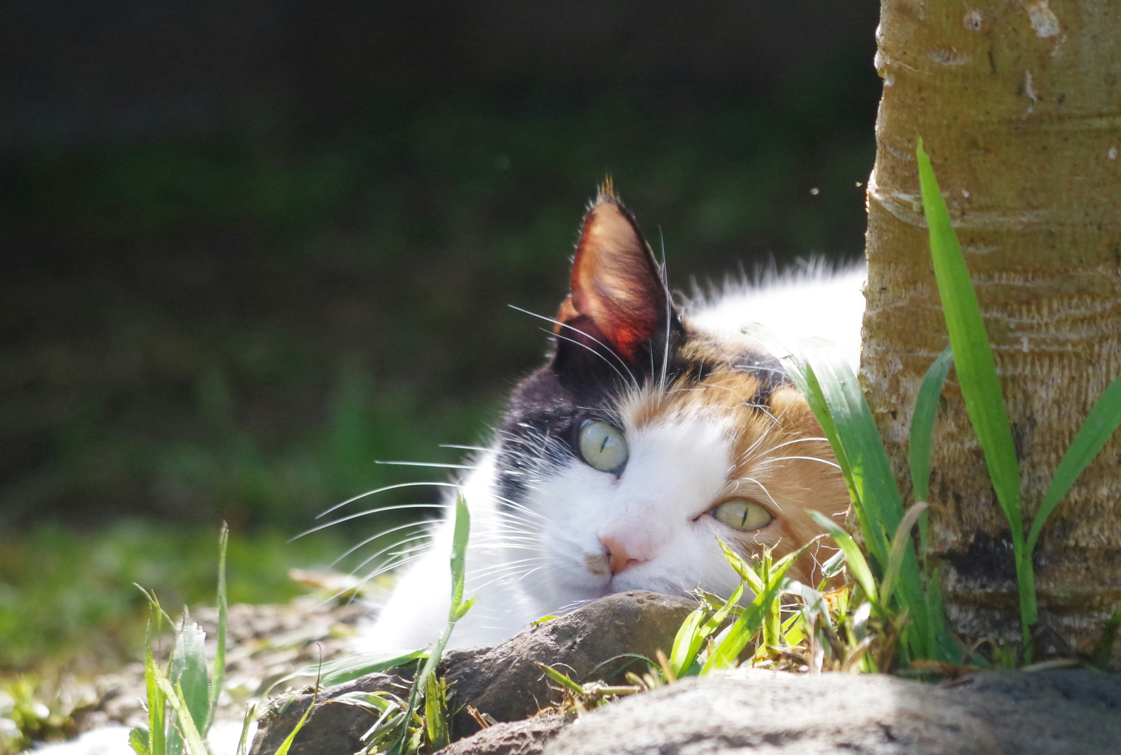 a cat laying on the ground next to a tree, 