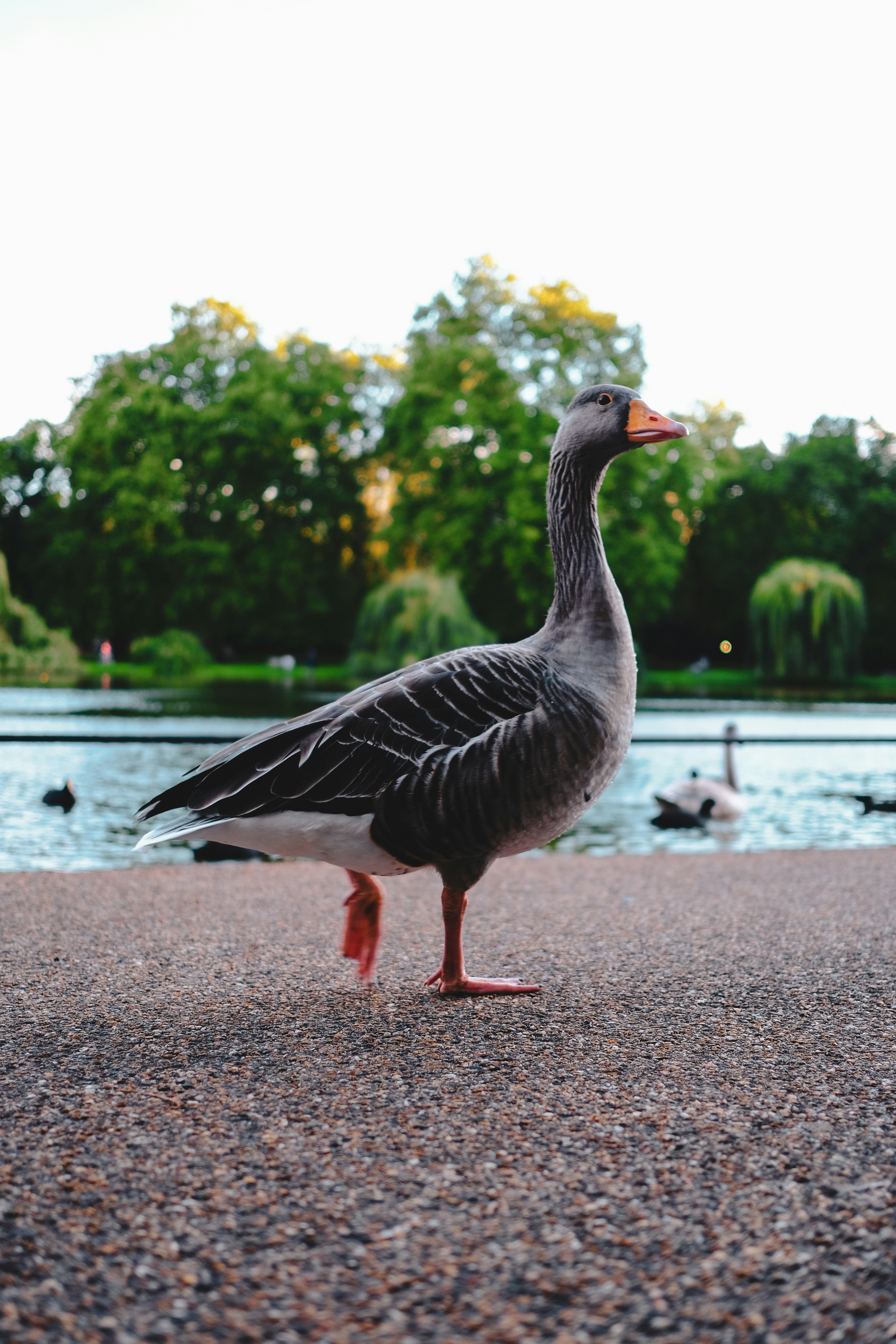 A goose is standing on the pavement near the water photo – Free Goose ...