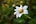 a close up of a white flower with green leaves in the background