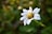 a close up of a white flower with green leaves in the background