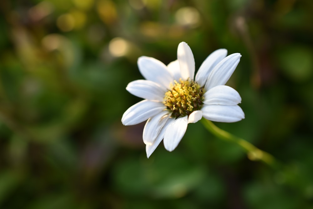 a close up of a white flower with green leaves in the background