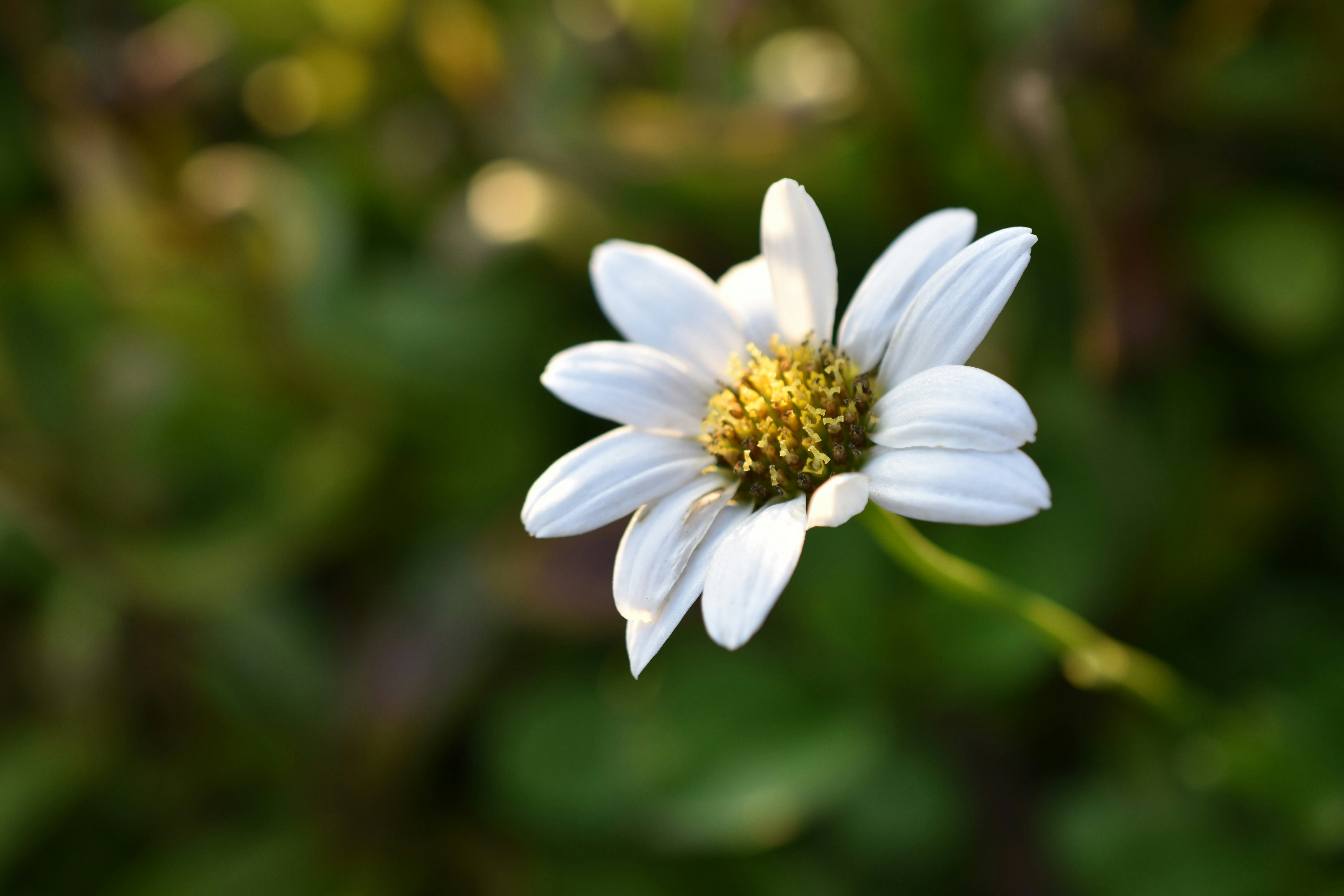 Daisy at sunset.