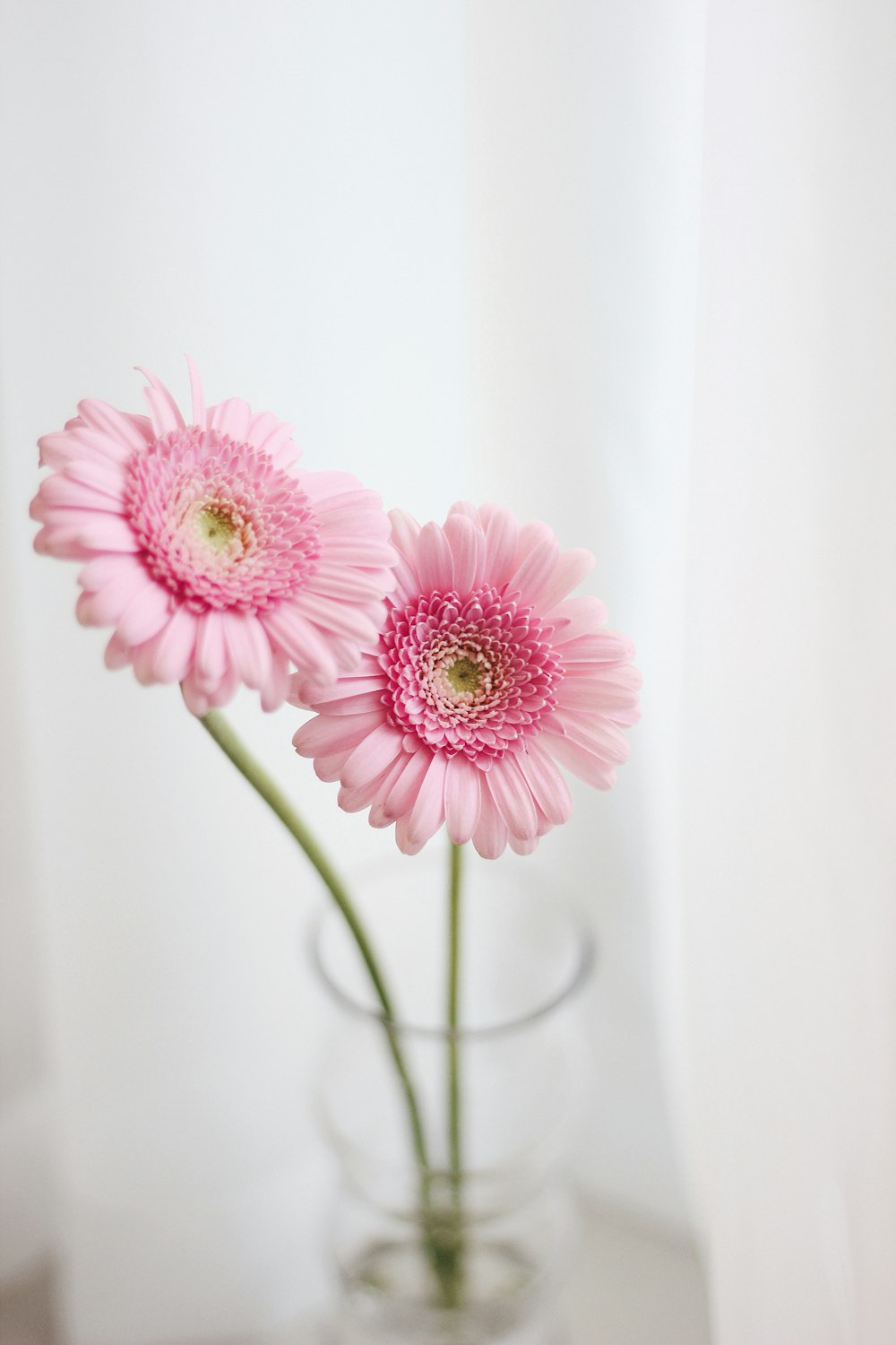 two pink flowers in a glass vase on a table
