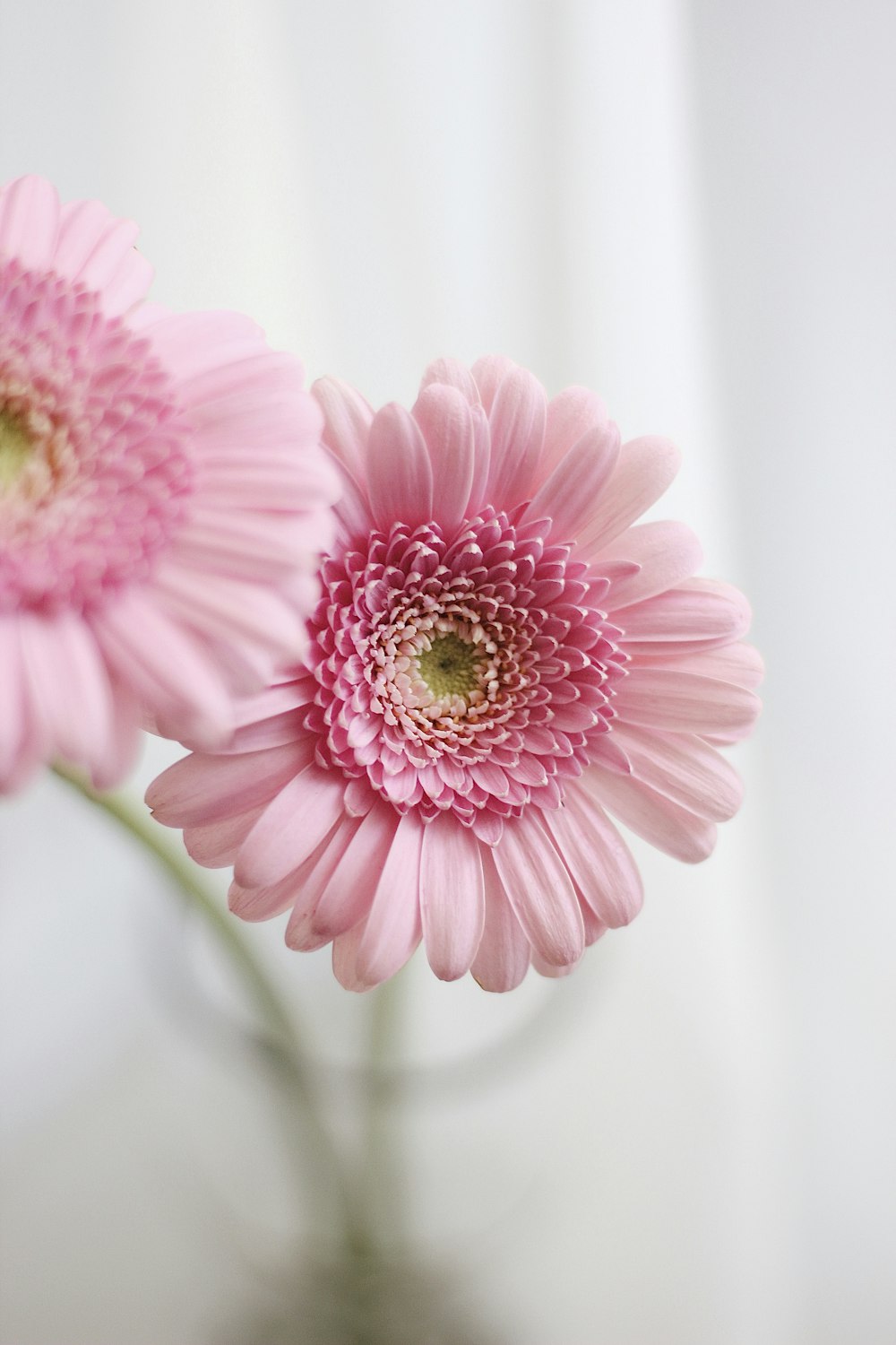 a close up of two pink flowers in a vase