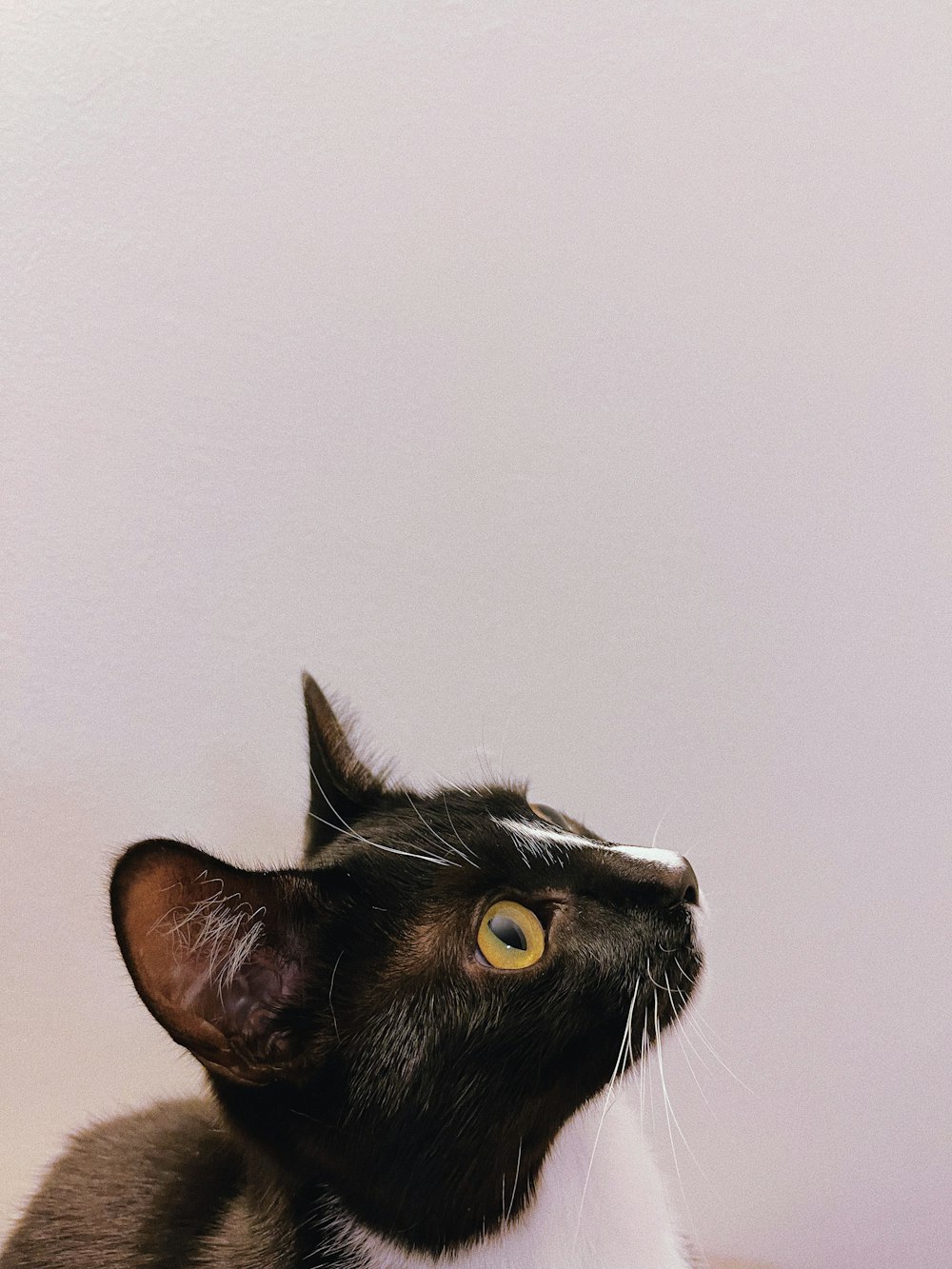 a black and white cat sitting on top of a table