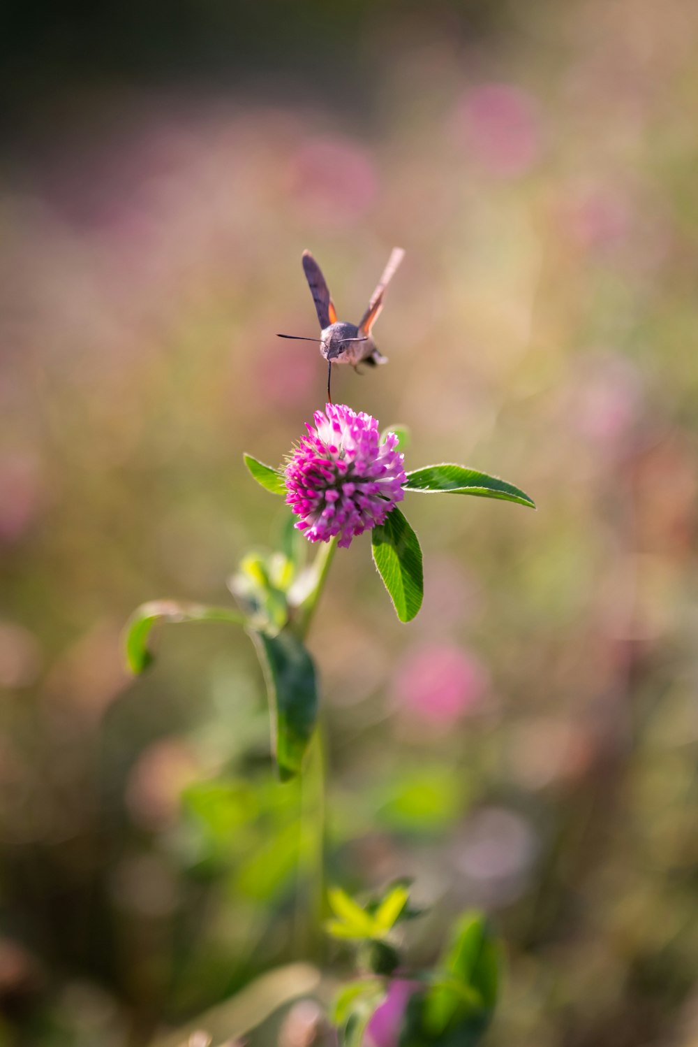 a hummingbird perches on a pink flower