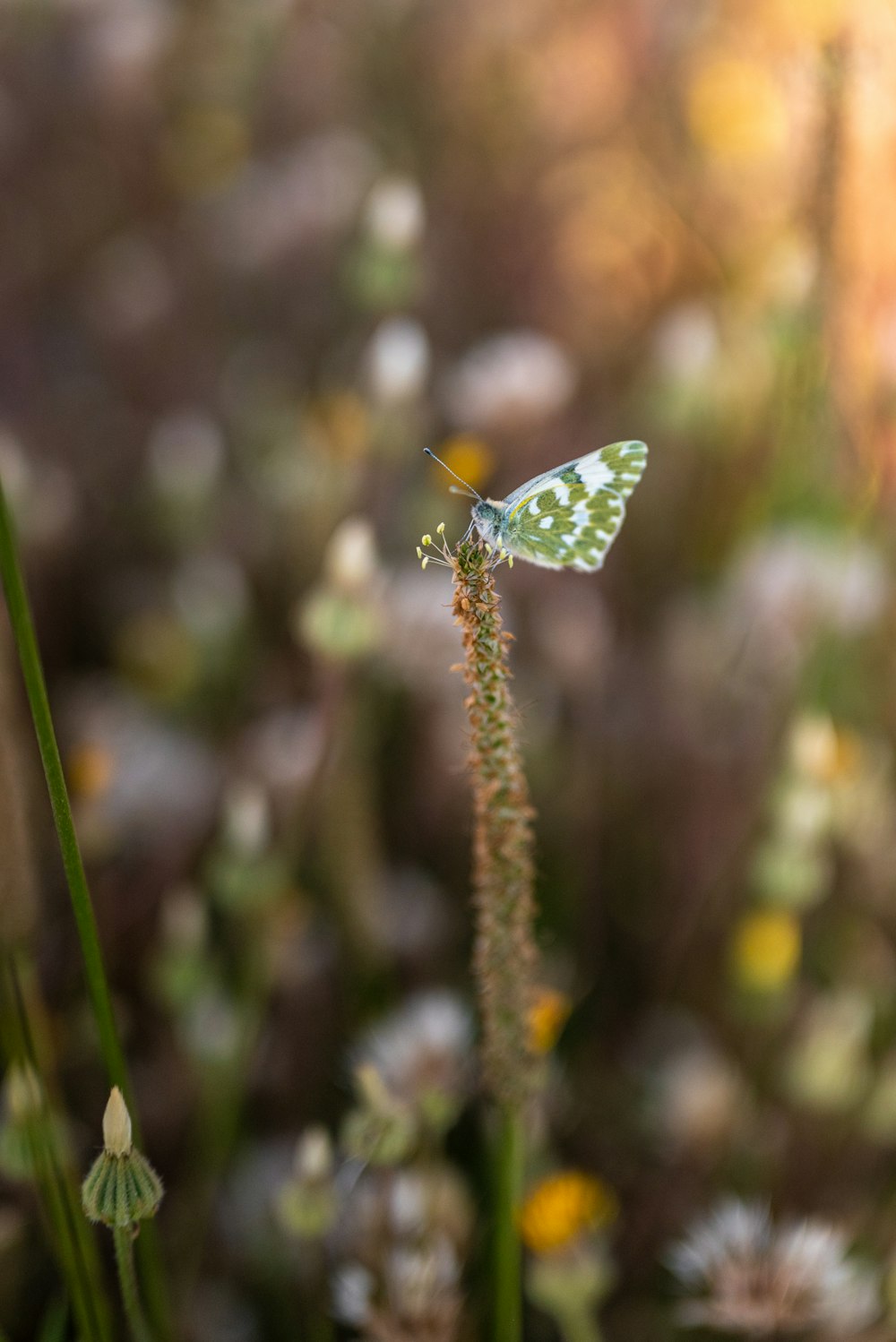 a small white butterfly sitting on top of a green plant